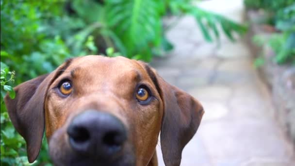 Close Huge Brown Dog Nice Eyes — Vídeo de Stock