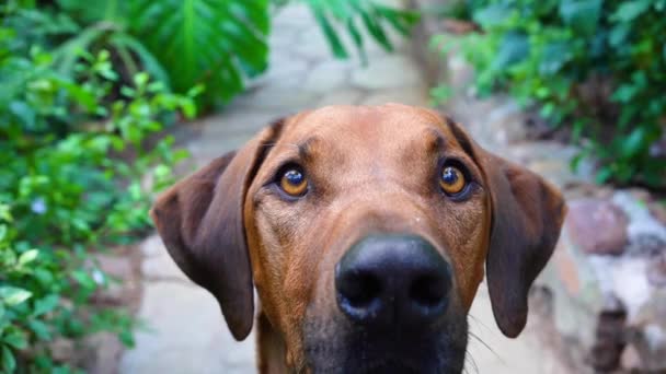 Close Huge Brown Dog Nice Eyes — Vídeos de Stock