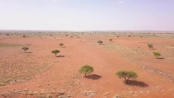 Luchtfoto Van Woestijn Struikgewas Landschap Met Schaarse Bomen — Stockvideo