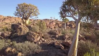 Çölde titreyen ağaçlar