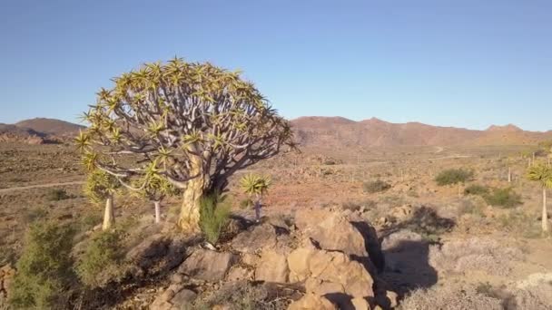 沙漠景观中的摇曳树 — 图库视频影像