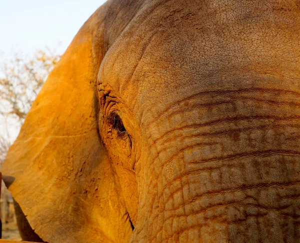 Close Elefante Africano — Fotografia de Stock