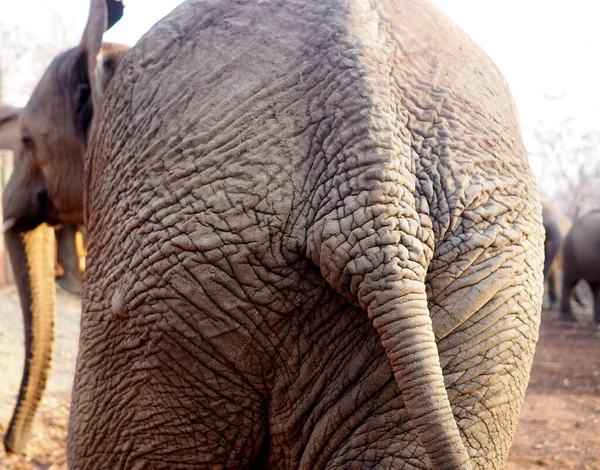 Close African Elephant — Stock Photo, Image
