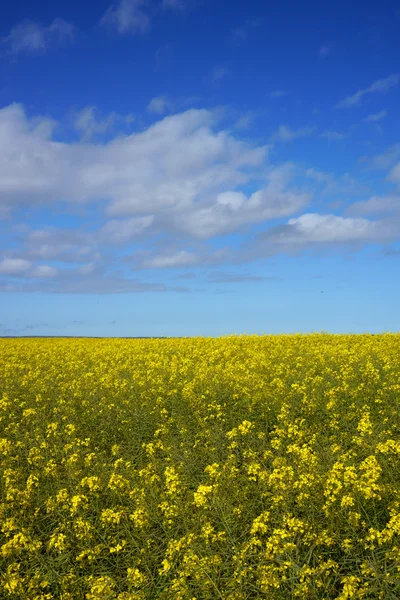 Campo impressionante com plantas amarelas e verdes e céu azul — Fotografia de Stock