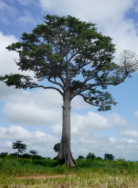 Enormous tree in west africa