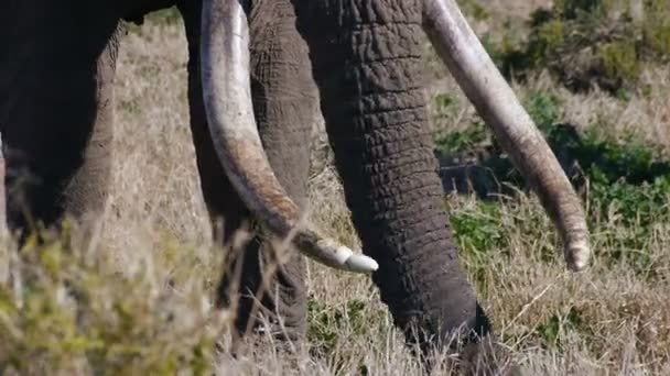 Enorme elefante africano com enormes presas longas — Vídeo de Stock