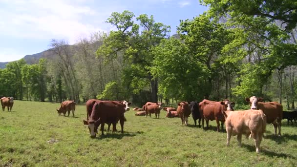 Vacas pastando en un campo verde soleado — Vídeo de stock