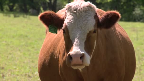 在一个阳光灿烂的绿色领域放牧的奶牛 — 图库视频影像