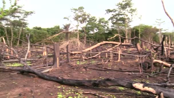 在西部非洲的森林砍伐 — 图库视频影像