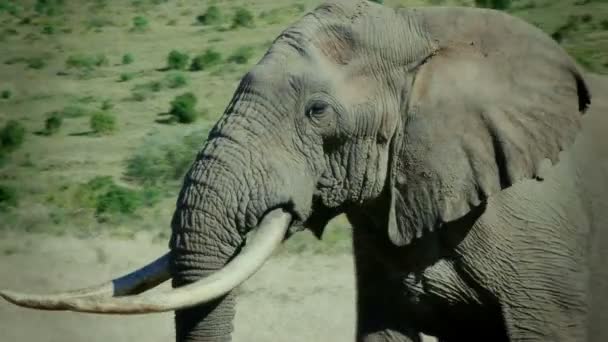 Elefanten im Elefantenpark von Addo, Südafrika — Stockvideo