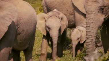 Filler addo elephant Park, Güney Afrika