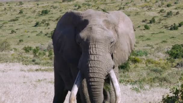 Elefanter i addo elephant park, Sydafrika — Stockvideo