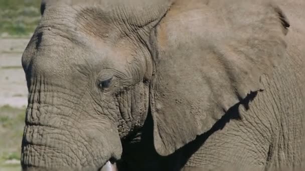 Elefantes en addo elephant park, Sudáfrica — Vídeo de stock
