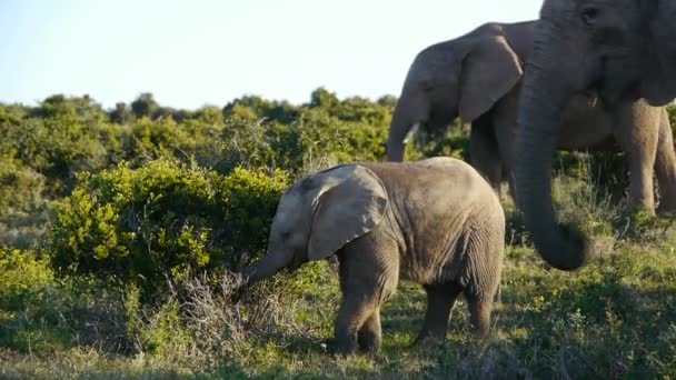 sloni v addo elephant park, Jihoafrická republika