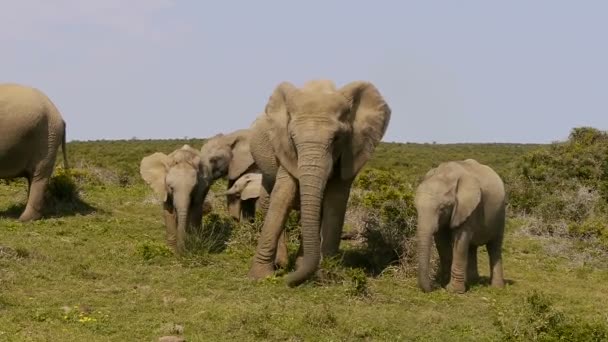 Elephants in addo elephant park ,south africa — Stock Video