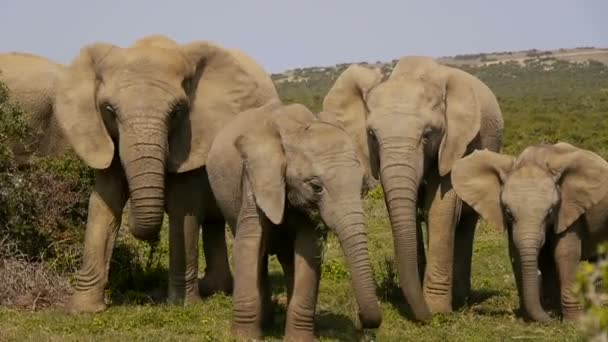 Elefantes en addo elephant park, Sudáfrica — Vídeo de stock
