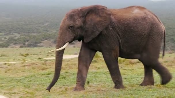 Elefante enorme cruza una carretera — Vídeos de Stock
