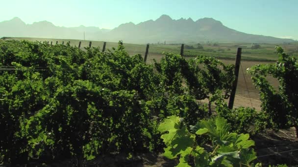 Uvas en un viñedo en la ciudad de cae, Sudáfrica — Vídeo de stock