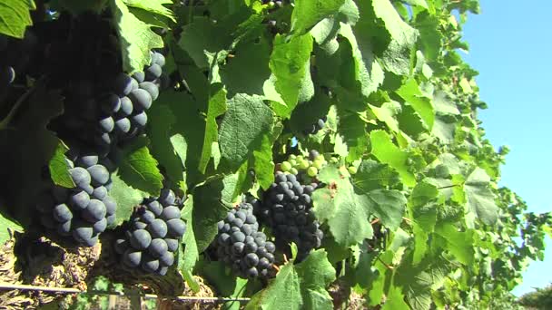 Druiven in een wijngaard in cae town, Zuid-Afrika — Stockvideo