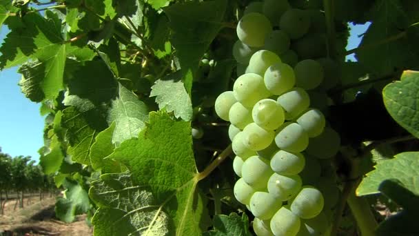 Uvas en un viñedo en la ciudad de cae, Sudáfrica — Vídeo de stock