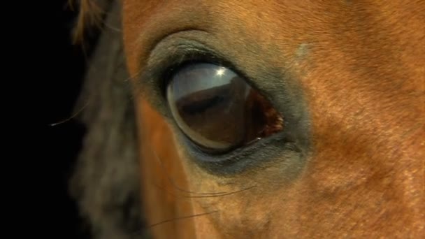 Reflection in a racehorse 's eye — стоковое видео