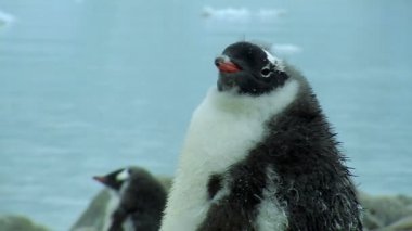 Antarktika'daki kabarık penguen