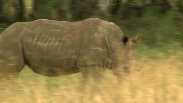 Gros plan de la charge rhinocéros blanc — Video