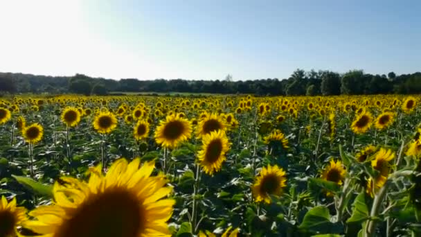 Field of sunflowers on a summer day — Stock Video