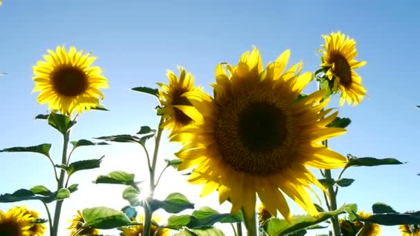 Field of sunflowers on a summer day — Stock Video