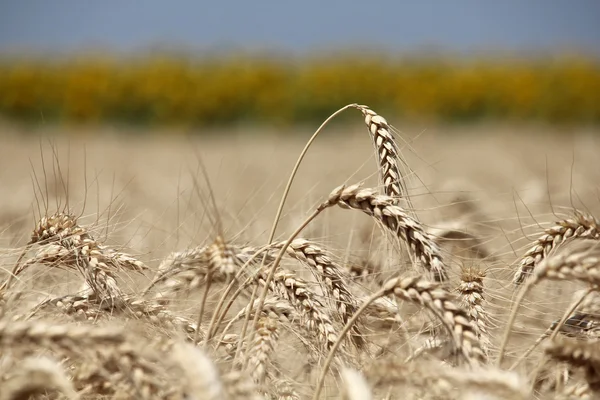 Closeup ears of wheat against sunflower line