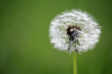 Güzel beyaz karahindiba makro tohum ayrıntılarla, Bahar arka plan