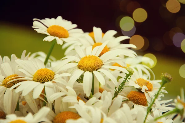 Fundo de primavera ensolarado com flores de camomila — Fotografia de Stock