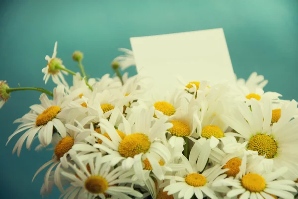 Soliga våren bakgrund med kamomillblommor — Stockfoto