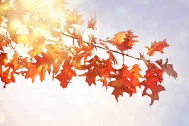 Gündoğumu ışık sonbahar meşe yaprakları.