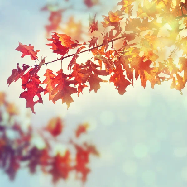 Gündoğumu ışık sonbahar meşe yaprakları.