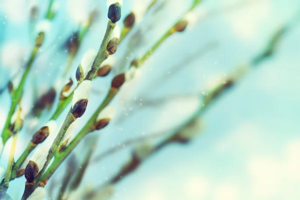 柳の春の開花枝. — ストック写真