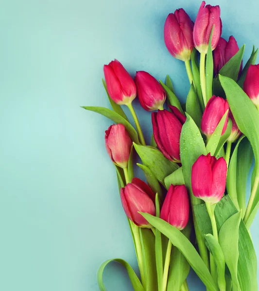 Květy růžové čerstvý tulipány — Stock fotografie