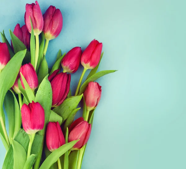 Květy růžové čerstvý tulipány — Stock fotografie