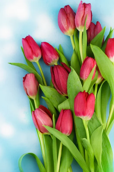 Květy růžové čerstvý tulipány — Stock fotografie