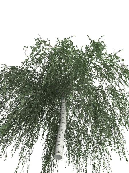 Birch 3D render — Stok fotoğraf