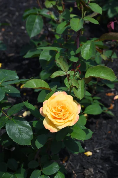 Gros Plan Fleur Rose Jaune — Photo