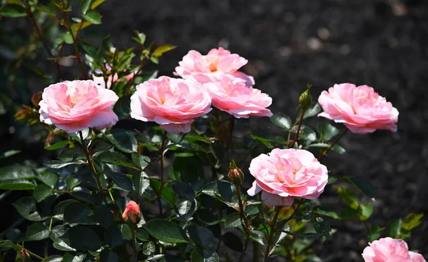 Κοντά Ροζ Τριαντάφυλλο Λουλούδια — Φωτογραφία Αρχείου