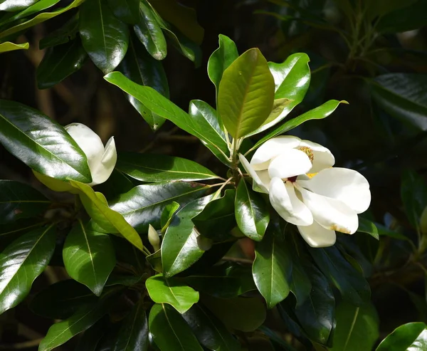 Magnolia Blanc Fleur Arbre — Photo