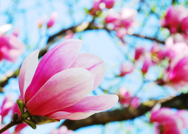 Primer Plano Magnolia Flor Árbol — Foto de Stock