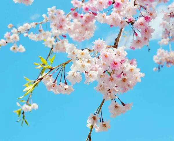 Primer Plano Flor Del Árbol Sakura — Foto de Stock