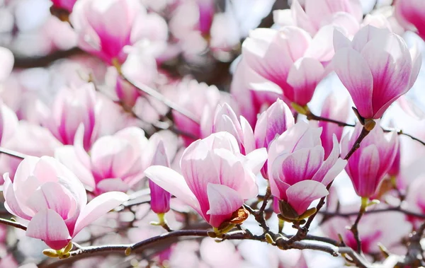 Primer Plano Magnolia Flor Árbol — Foto de Stock