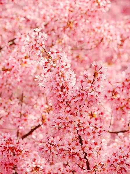 閉じる桜の花 — ストック写真