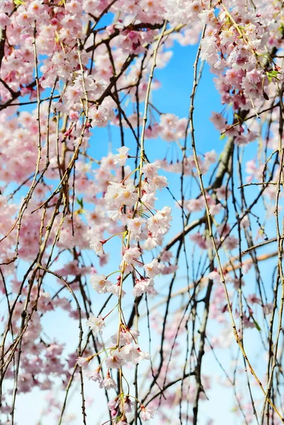 Primer Plano Flor Del Árbol Sakura — Foto de Stock