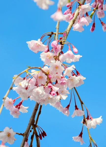 Closeup Sakura Tree Blossom — Stock Photo, Image