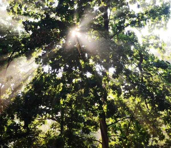 Nascer Sol Floresta — Fotografia de Stock